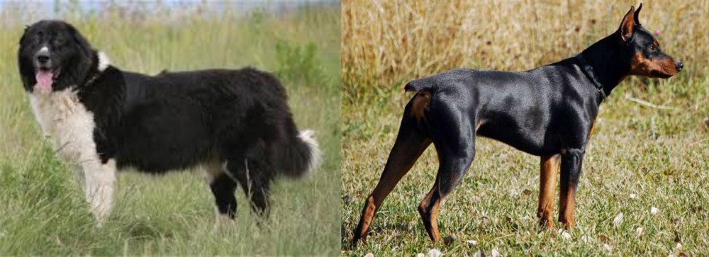 German Pinscher vs Bulgarian Shepherd - Breed Comparison