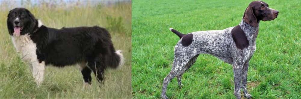 German Shorthaired Pointer vs Bulgarian Shepherd - Breed Comparison