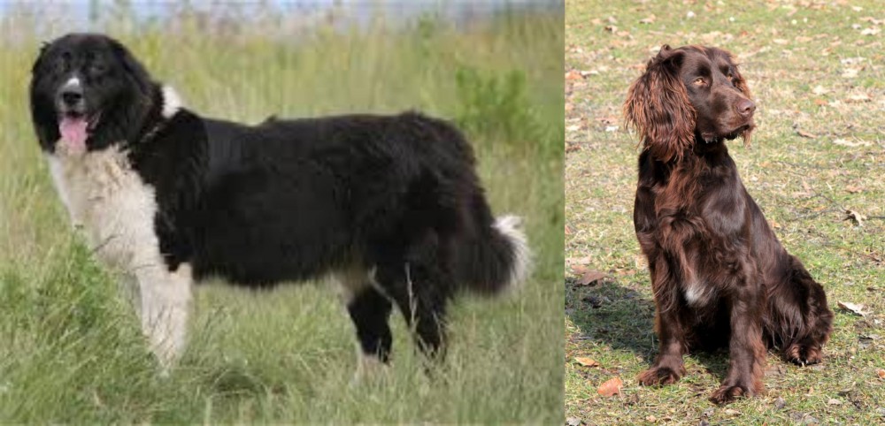 German Spaniel vs Bulgarian Shepherd - Breed Comparison