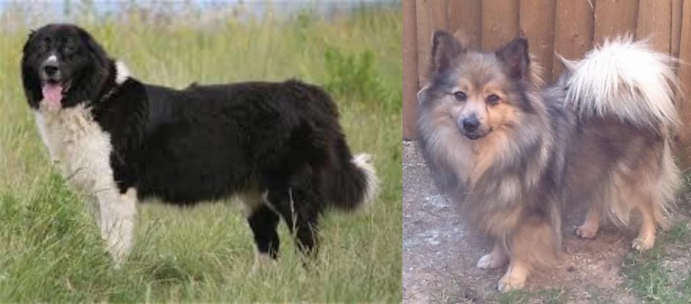 German Spitz (Mittel) vs Bulgarian Shepherd - Breed Comparison