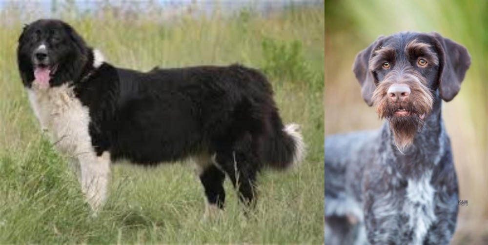 German Wirehaired Pointer vs Bulgarian Shepherd - Breed Comparison