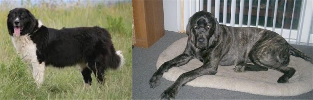 Giant Maso Mastiff vs Bulgarian Shepherd - Breed Comparison