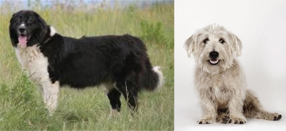 Glen of Imaal Terrier vs Bulgarian Shepherd - Breed Comparison