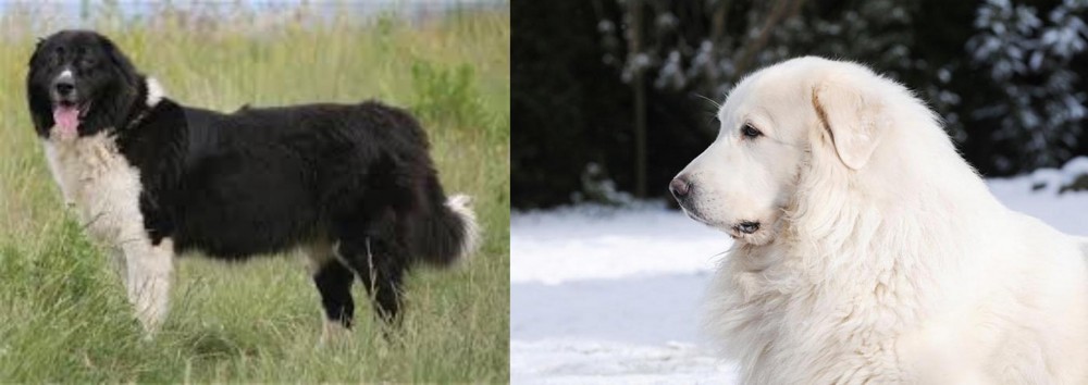 Great Pyrenees vs Bulgarian Shepherd - Breed Comparison