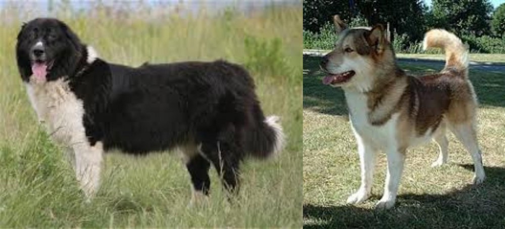 Greenland Dog vs Bulgarian Shepherd - Breed Comparison