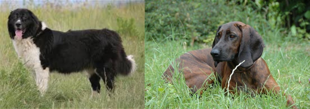 Hanover Hound vs Bulgarian Shepherd - Breed Comparison