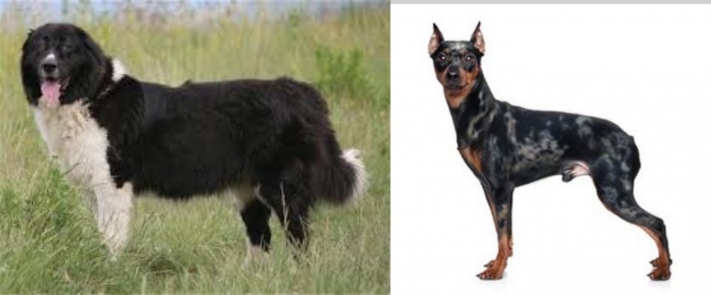 Harlequin Pinscher vs Bulgarian Shepherd - Breed Comparison
