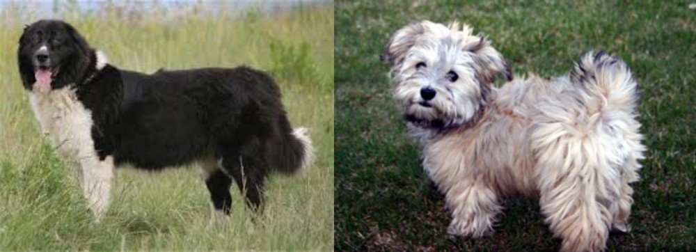 Havapoo vs Bulgarian Shepherd - Breed Comparison