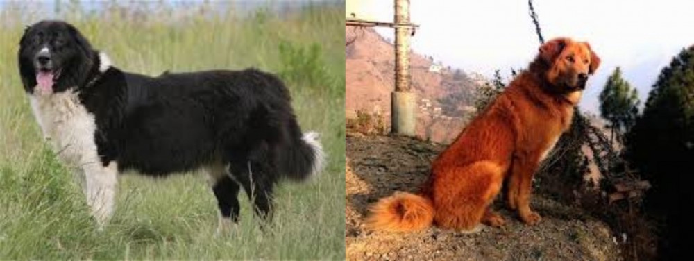 Himalayan Sheepdog vs Bulgarian Shepherd - Breed Comparison