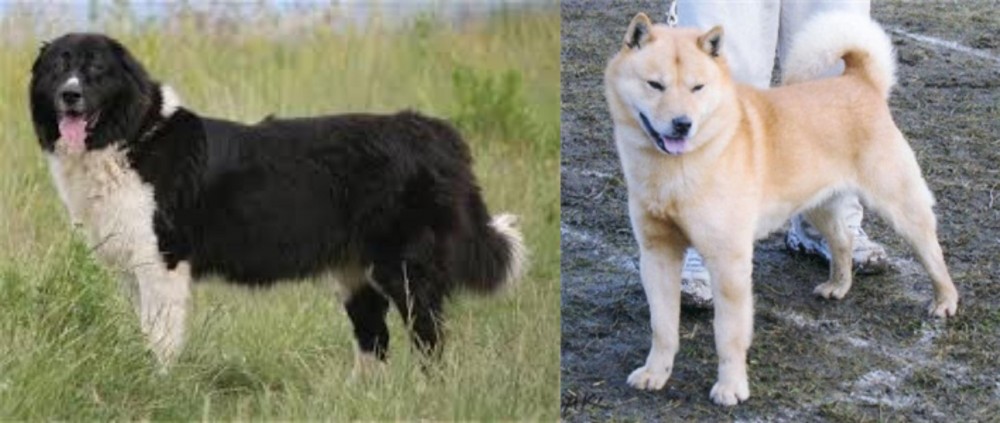 Hokkaido vs Bulgarian Shepherd - Breed Comparison