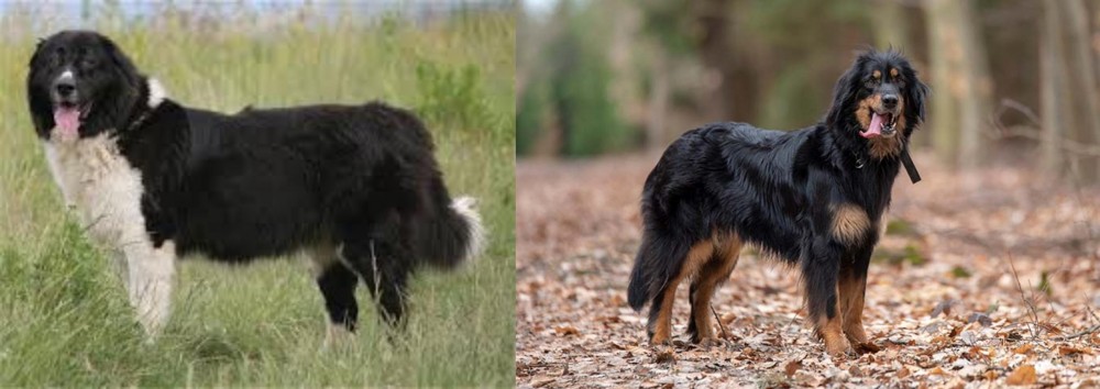 Hovawart vs Bulgarian Shepherd - Breed Comparison
