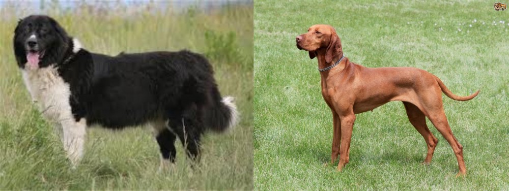 Hungarian Vizsla vs Bulgarian Shepherd - Breed Comparison
