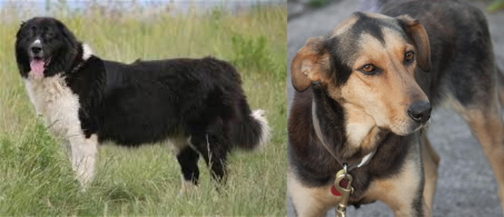 Huntaway vs Bulgarian Shepherd - Breed Comparison
