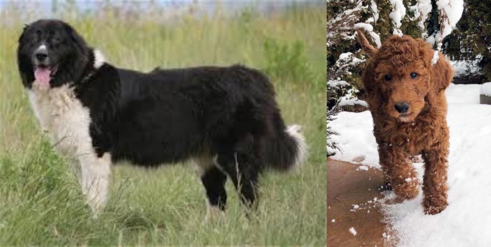 Irish Doodles vs Bulgarian Shepherd - Breed Comparison