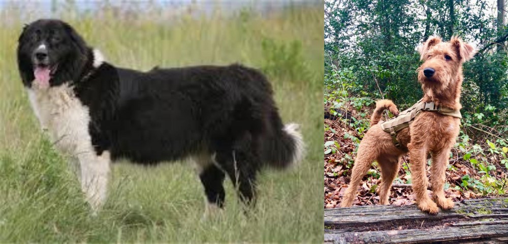 Irish Terrier vs Bulgarian Shepherd - Breed Comparison