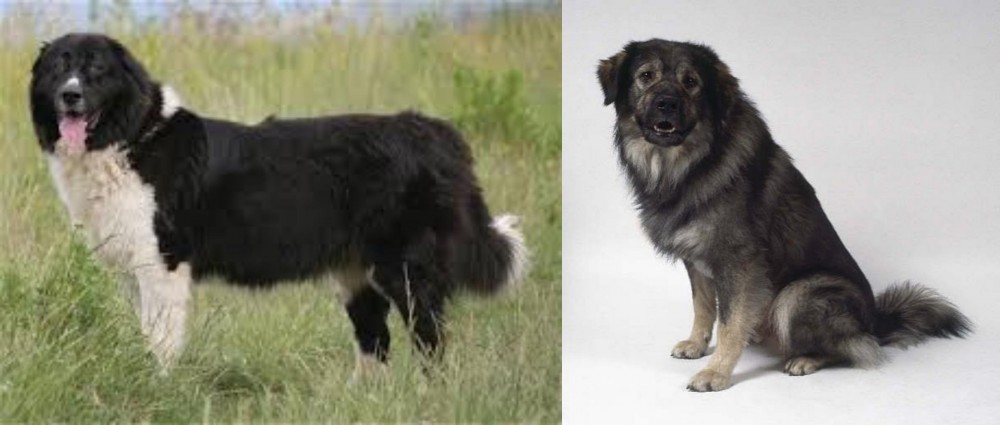 Istrian Sheepdog vs Bulgarian Shepherd - Breed Comparison