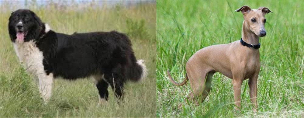 Italian Greyhound vs Bulgarian Shepherd - Breed Comparison