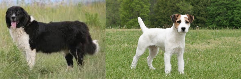 Jack Russell Terrier vs Bulgarian Shepherd - Breed Comparison