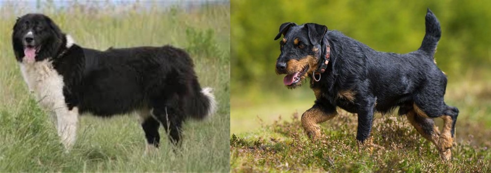 Jagdterrier vs Bulgarian Shepherd - Breed Comparison