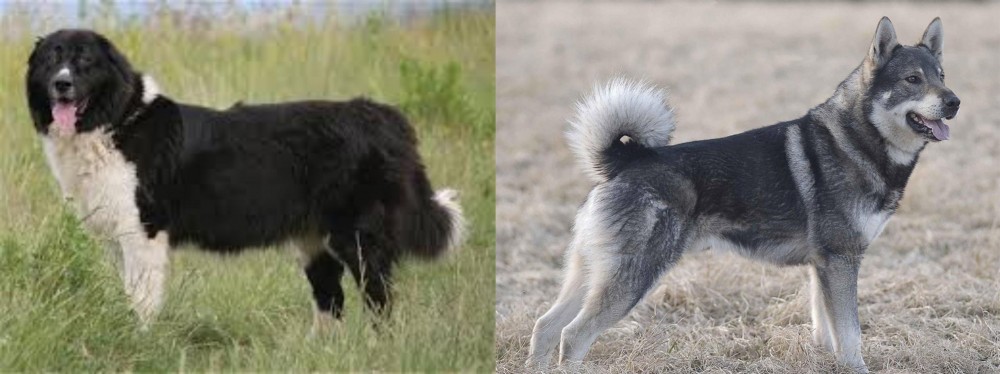 Jamthund vs Bulgarian Shepherd - Breed Comparison