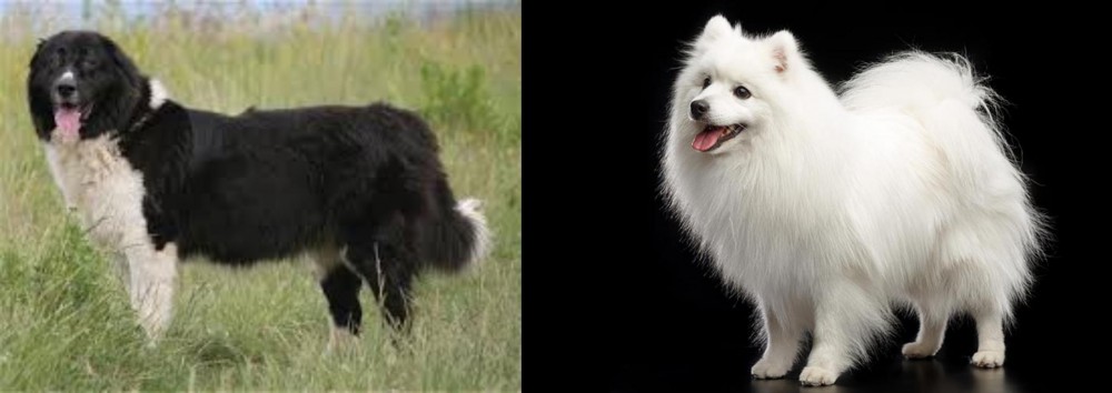 Japanese Spitz vs Bulgarian Shepherd - Breed Comparison