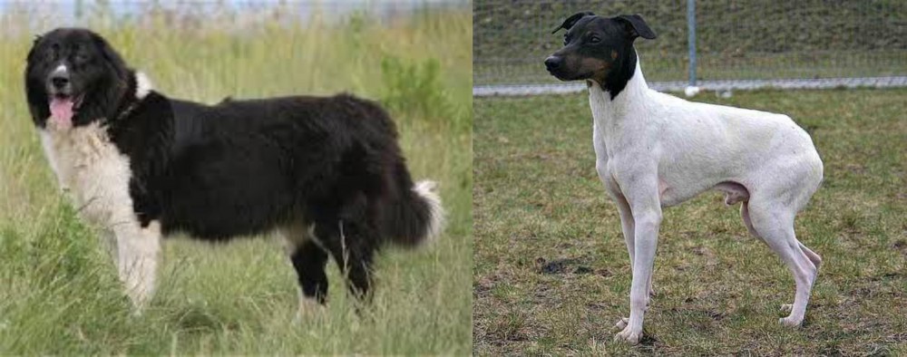 Japanese Terrier vs Bulgarian Shepherd - Breed Comparison