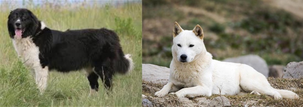 Jindo vs Bulgarian Shepherd - Breed Comparison