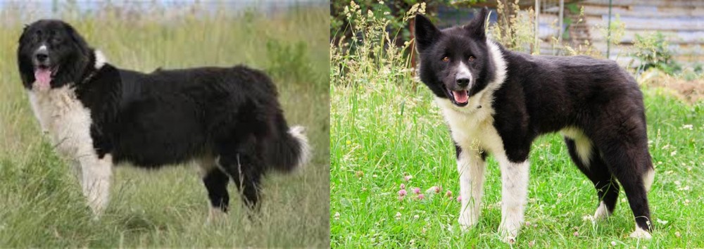 Karelian Bear Dog vs Bulgarian Shepherd - Breed Comparison