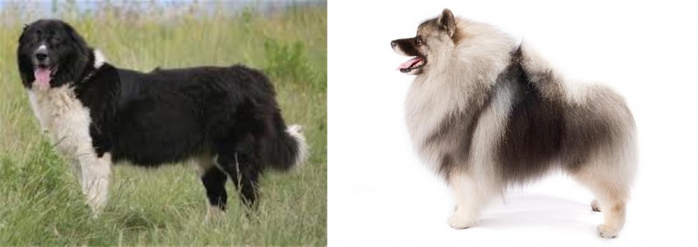 Keeshond vs Bulgarian Shepherd - Breed Comparison