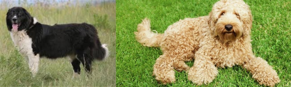 Labradoodle vs Bulgarian Shepherd - Breed Comparison