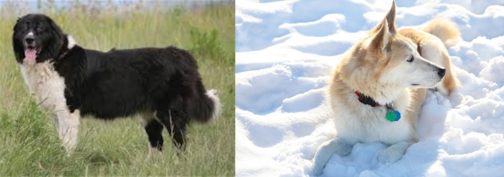Labrador Husky vs Bulgarian Shepherd - Breed Comparison