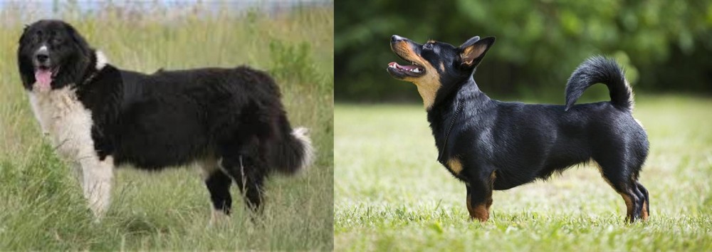 Lancashire Heeler vs Bulgarian Shepherd - Breed Comparison