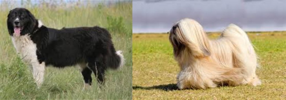 Lhasa Apso vs Bulgarian Shepherd - Breed Comparison