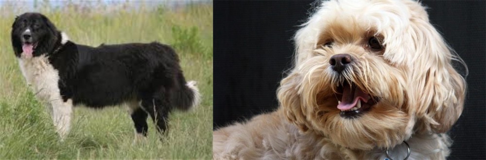 Lhasapoo vs Bulgarian Shepherd - Breed Comparison