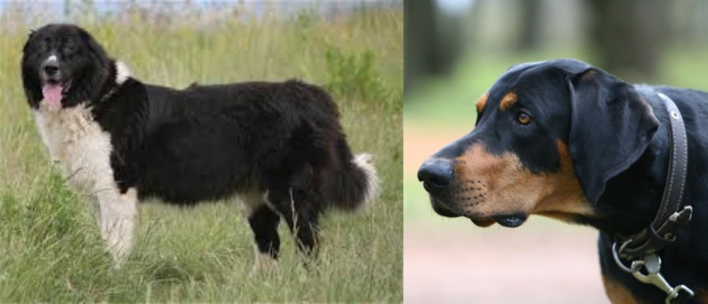 Lithuanian Hound vs Bulgarian Shepherd - Breed Comparison