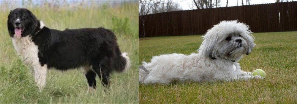 Mal-Shi vs Bulgarian Shepherd - Breed Comparison