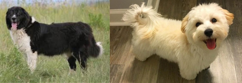 Maltipoo vs Bulgarian Shepherd - Breed Comparison