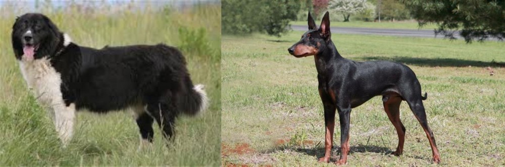 Manchester Terrier vs Bulgarian Shepherd - Breed Comparison
