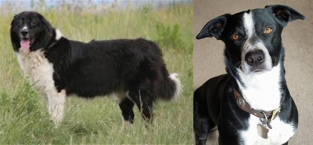 McNab vs Bulgarian Shepherd - Breed Comparison