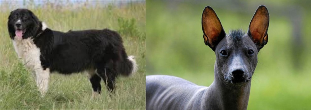 Mexican Hairless vs Bulgarian Shepherd - Breed Comparison