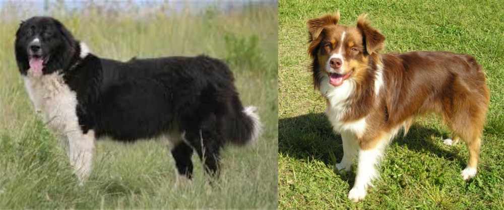 Miniature Australian Shepherd vs Bulgarian Shepherd - Breed Comparison