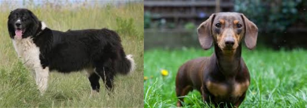 Miniature Dachshund vs Bulgarian Shepherd - Breed Comparison