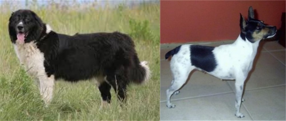 Miniature Fox Terrier vs Bulgarian Shepherd - Breed Comparison