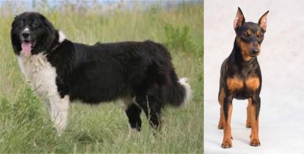 Miniature Pinscher vs Bulgarian Shepherd - Breed Comparison