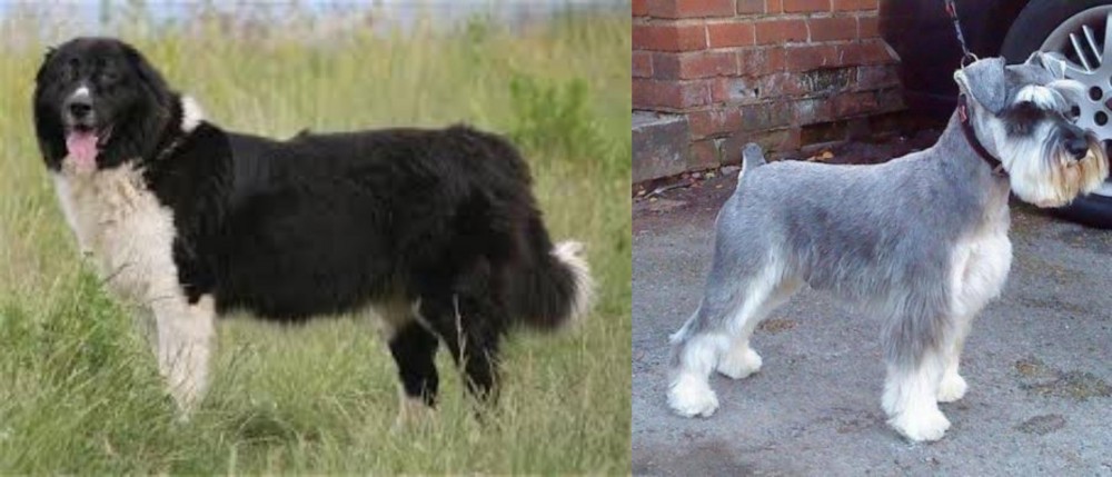 Miniature Schnauzer vs Bulgarian Shepherd - Breed Comparison