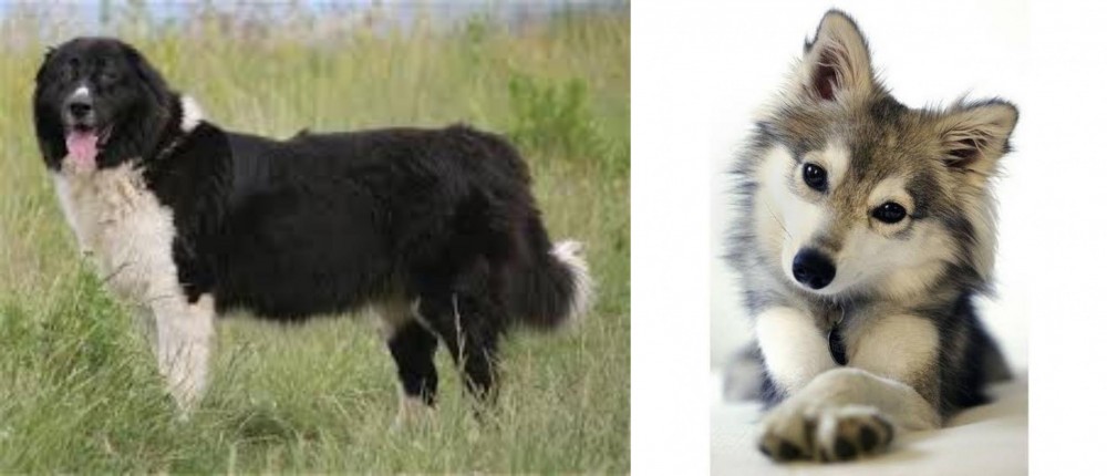 Miniature Siberian Husky vs Bulgarian Shepherd - Breed Comparison