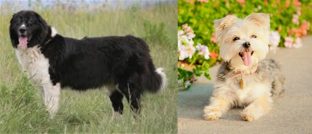 Morkie vs Bulgarian Shepherd - Breed Comparison