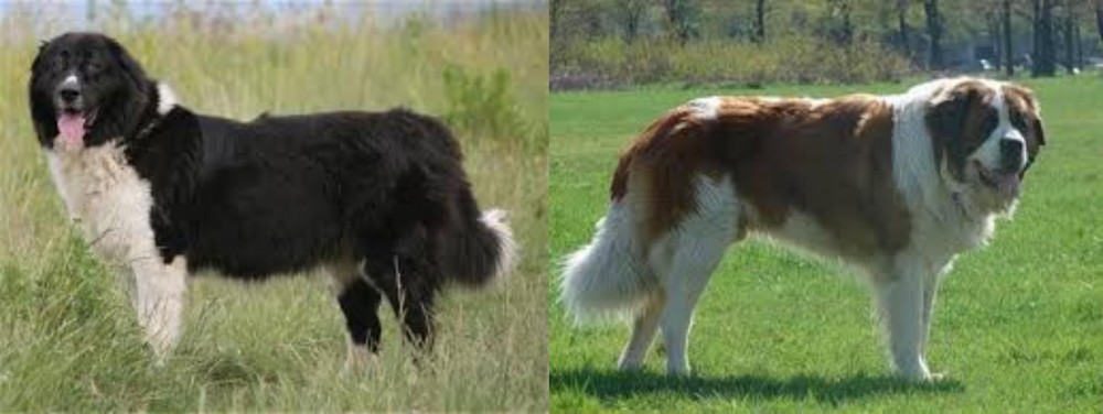 Moscow Watchdog vs Bulgarian Shepherd - Breed Comparison