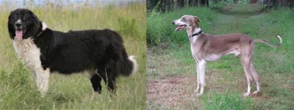 Mudhol Hound vs Bulgarian Shepherd - Breed Comparison