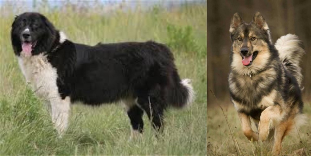 Native American Indian Dog vs Bulgarian Shepherd - Breed Comparison